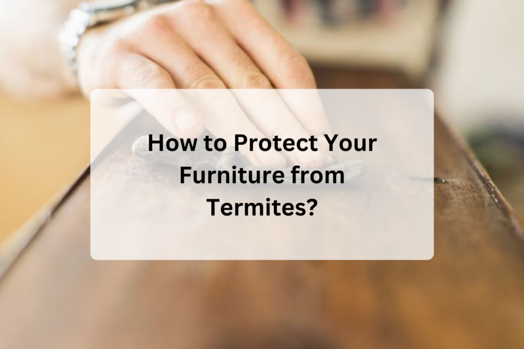 How to Protect Your Furniture from Termites?