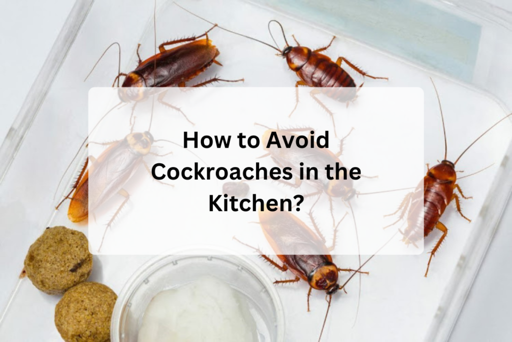 How to Avoid Cockroaches in the Kitchen?