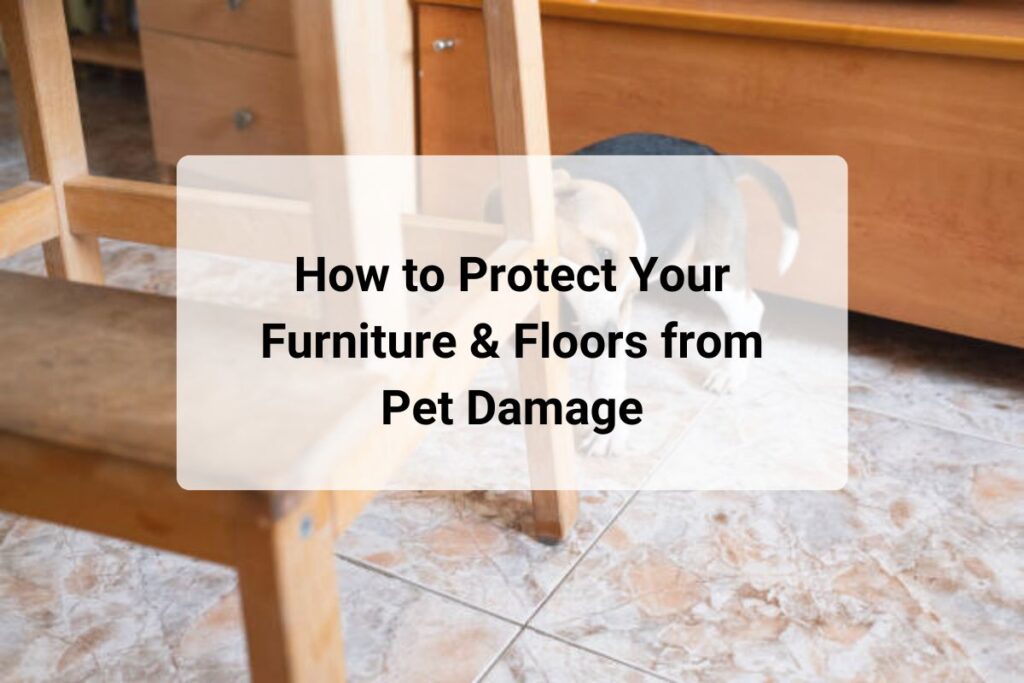 How to Protect Your Furniture & Floors from Pet Damage