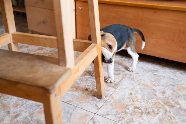 Protect pet damage