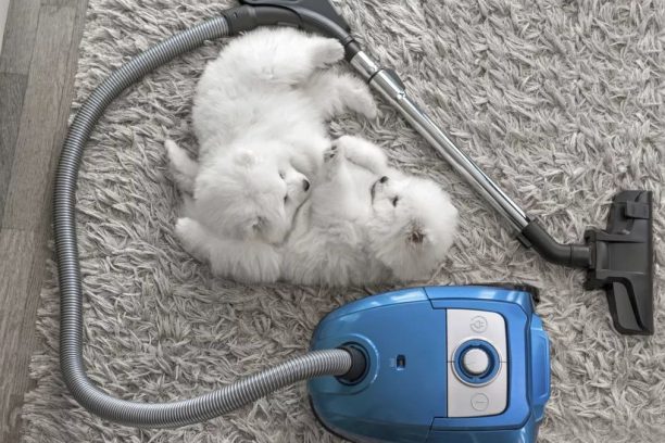 Tips for Cleaning Your Home to Get Rid of Extra Pet Hairs